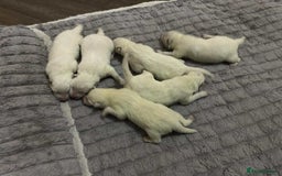 Samoyed dogs for sale: Adorable 6 Samoyed Puppies Waiting Forever Homes - Image 7