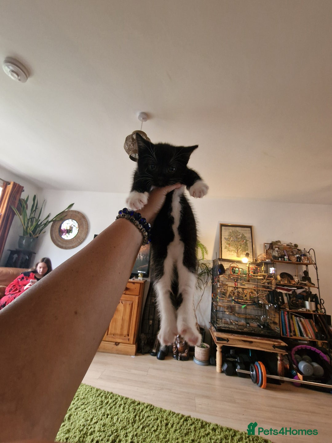 Mixed Breed cats for sale: Kittens - Image 39