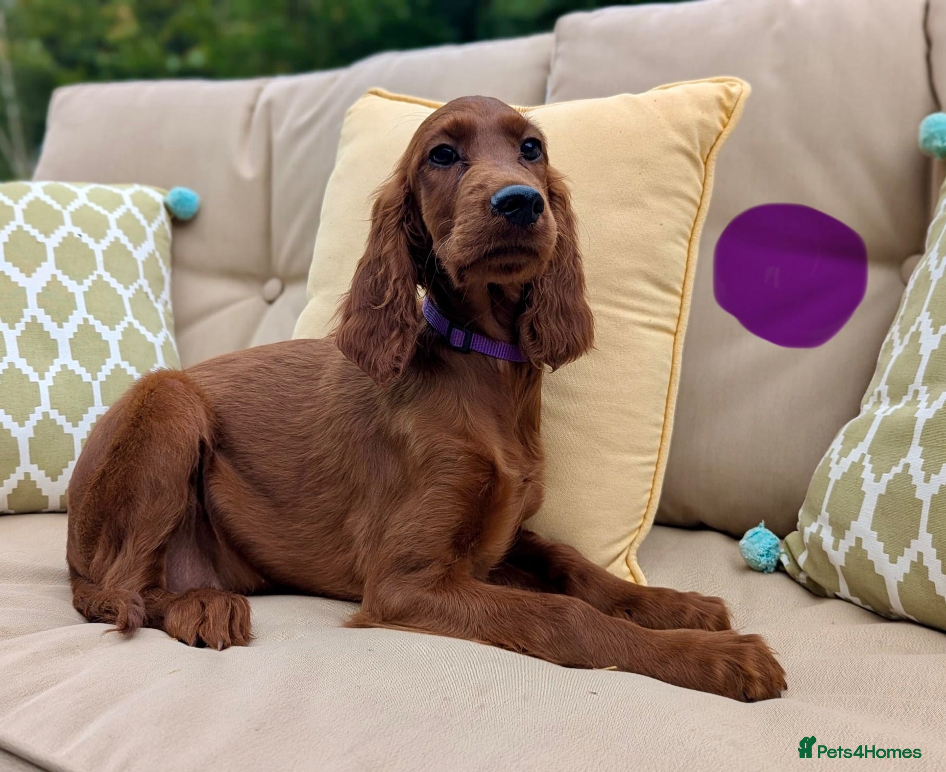 Irish Setter dogs Kennel Club Irish Setter Puppies  - Advert 1