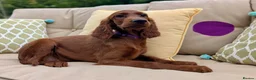 Irish Setter dogs for sale: Kennel Club Irish Setter Puppies  - Advert 1
