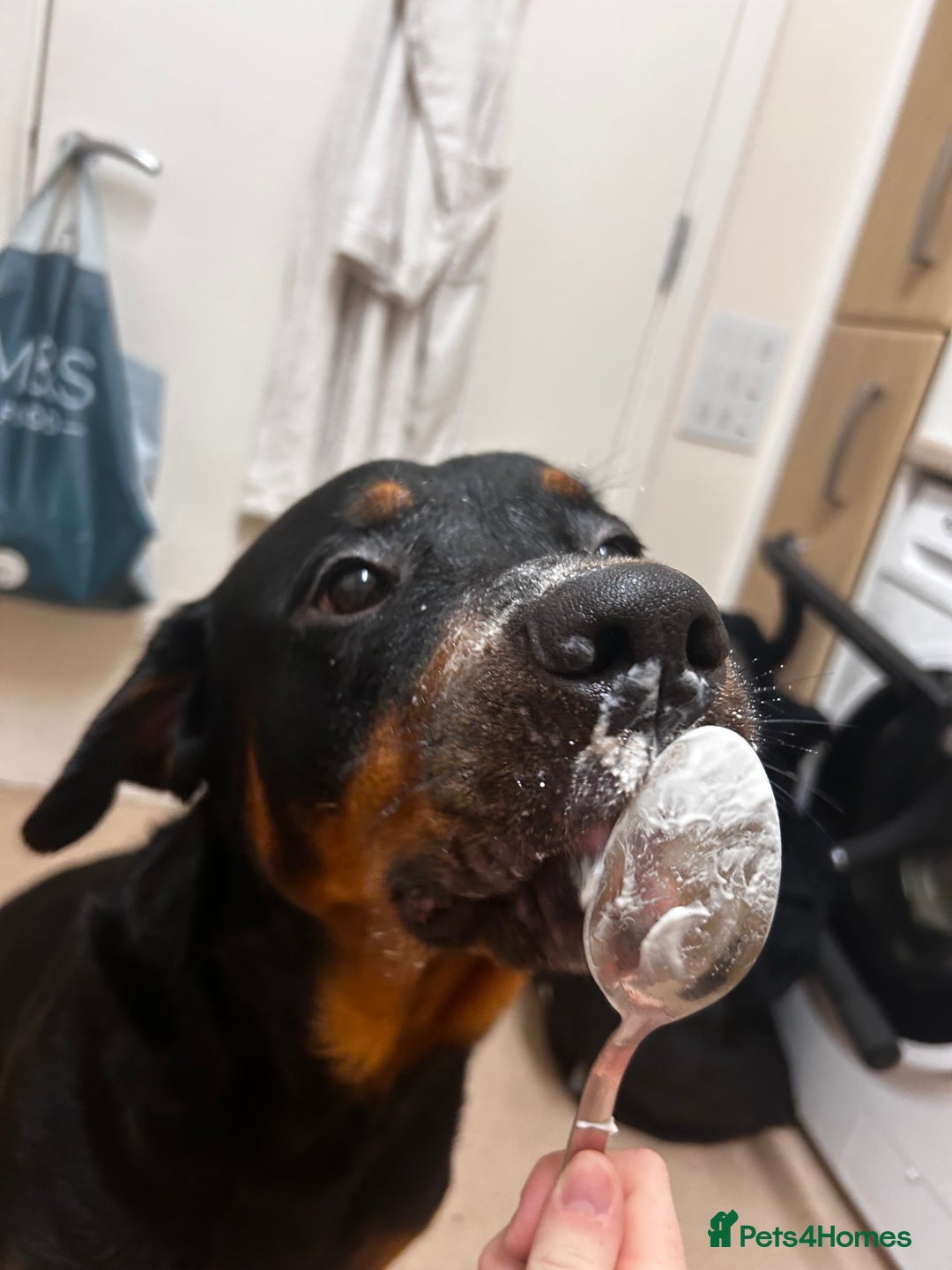 Rottweiler dogs for sale: Rottweiler puppies ready to leave now !!!! - Advert 10