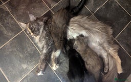 Maine Coon cats for sale: Maine Coon X kittens - Image 27