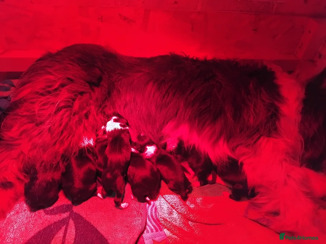 Bearded Collie dogs for sale: Beautiful bearded collie pups - Advert 2