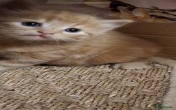 Mixed Breed cats for sale: 4 gorgerous kittens - Image 33