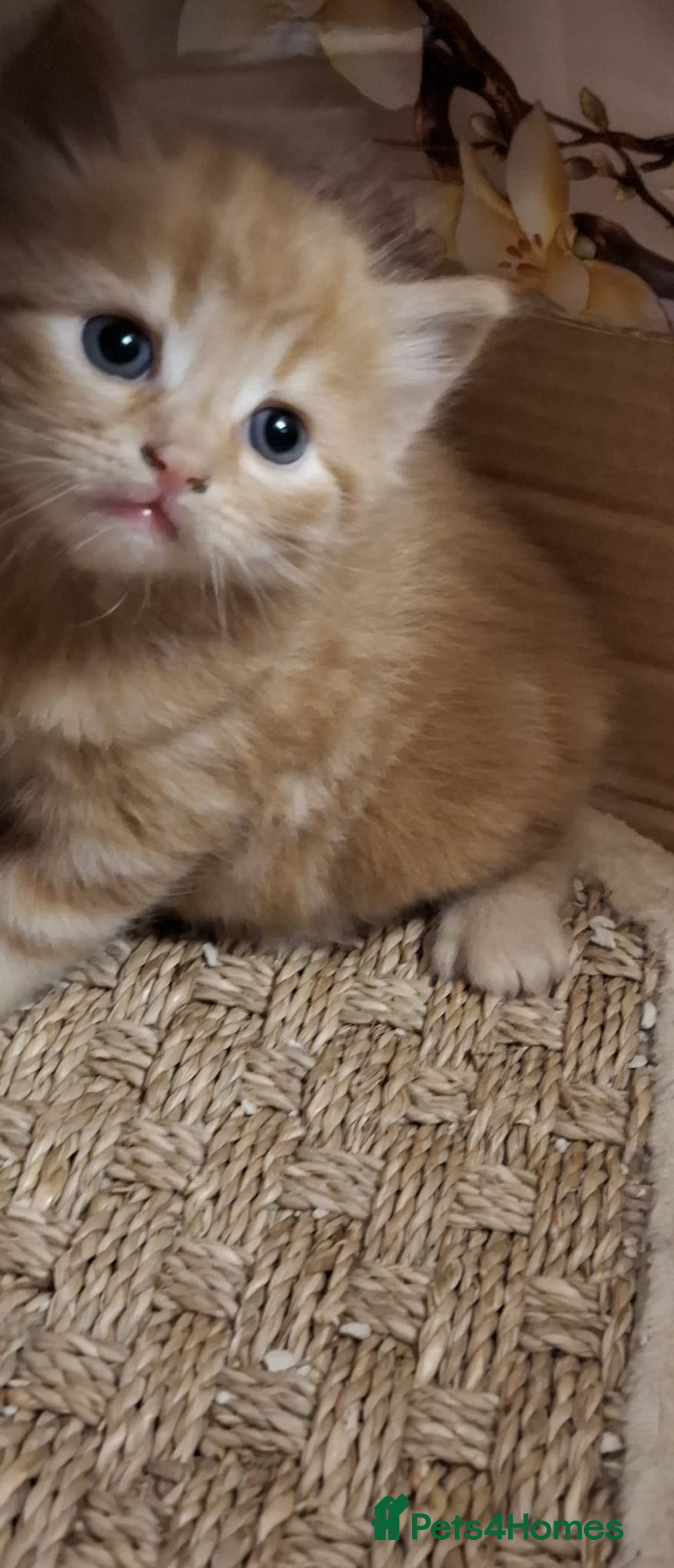 Mixed Breed cats for sale: 4 gorgerous kittens - Image 33