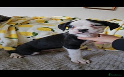 Boxer dogs for sale: READY NOW Kc reg sealed brindle fully vac  - Image 29