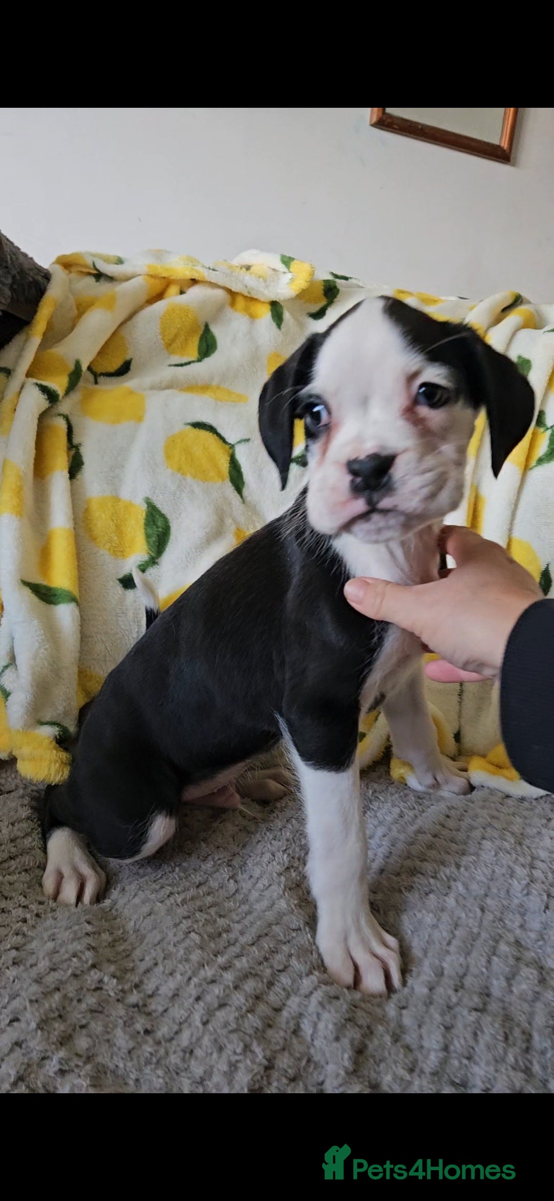 Boxer dogs for sale: READY NOW Kc reg sealed brindle fully vac  - Image 29