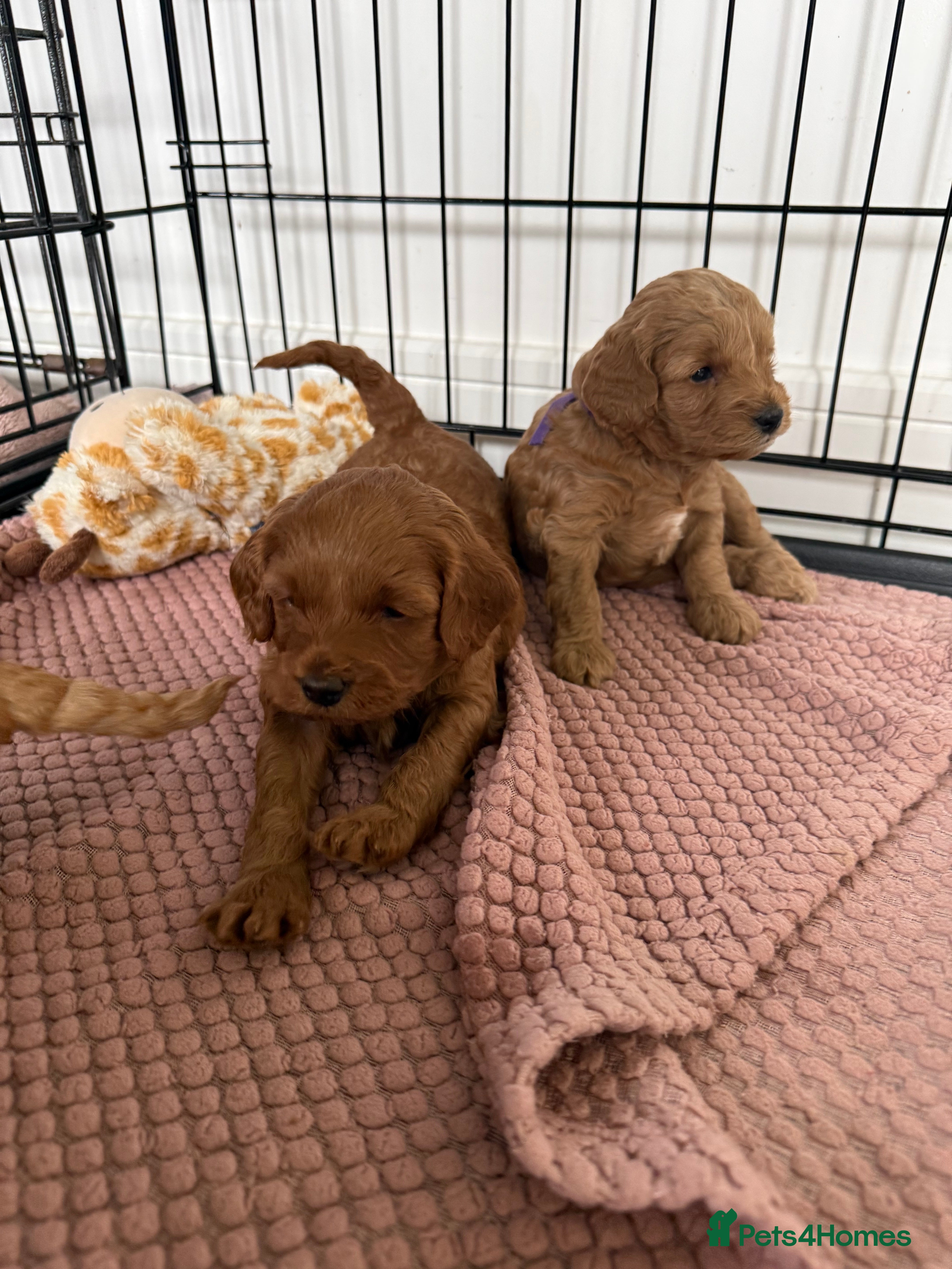 Cockapoo dogs F2B Cockapoo puppies - Advert 5