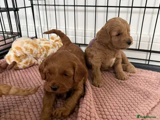 Cockapoo dogs F2B Cockapoo puppies - Advert 5