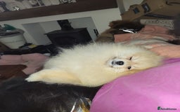 Pomeranian dogs for stud: Beautiful Cream Sable Stud - Teddy Face - Image 8