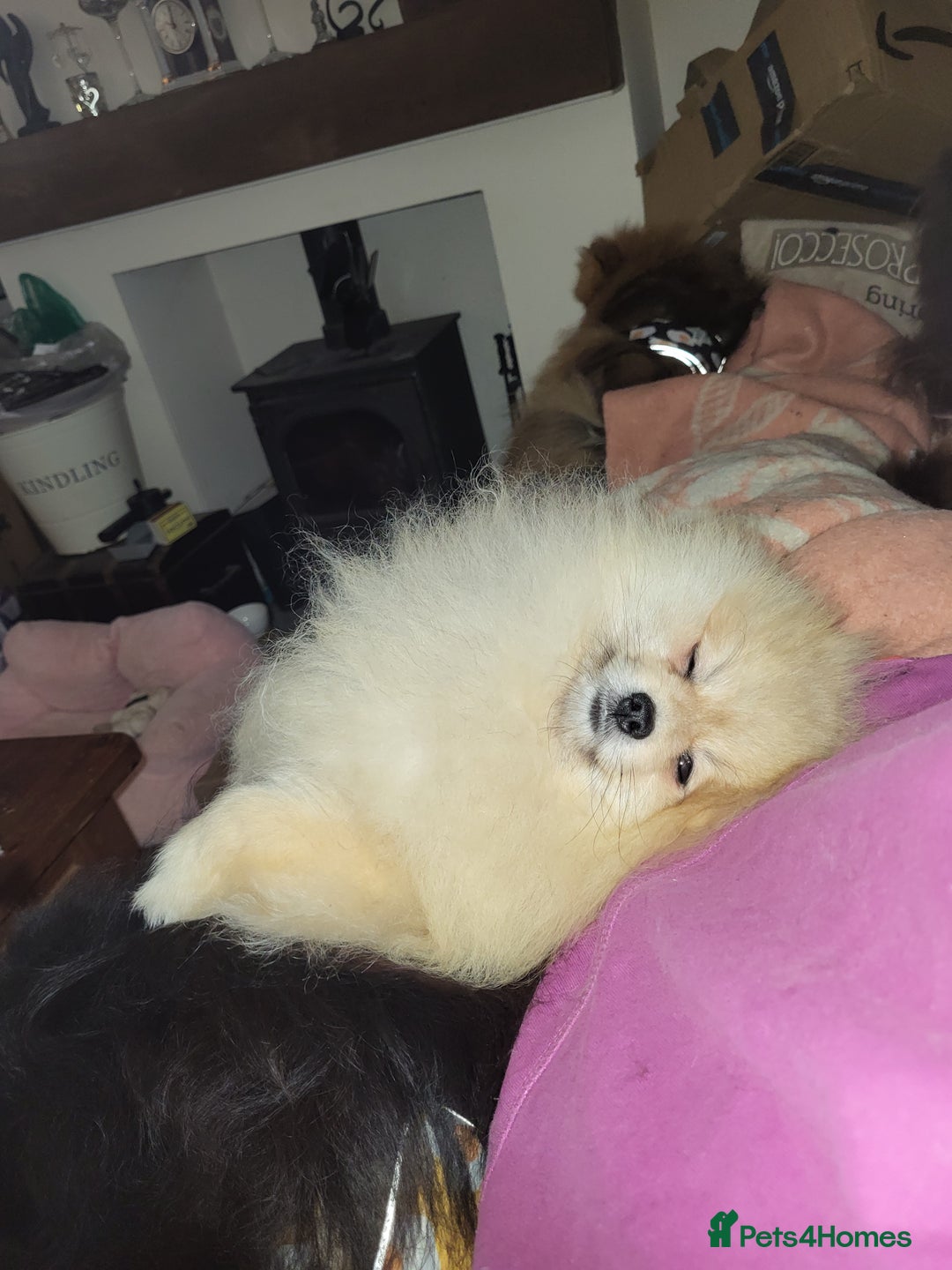 Pomeranian dogs for stud: Beautiful Cream Sable Stud - Teddy Face - Image 8