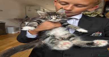 Maine Coon cats in Wellingborough - Advert 14