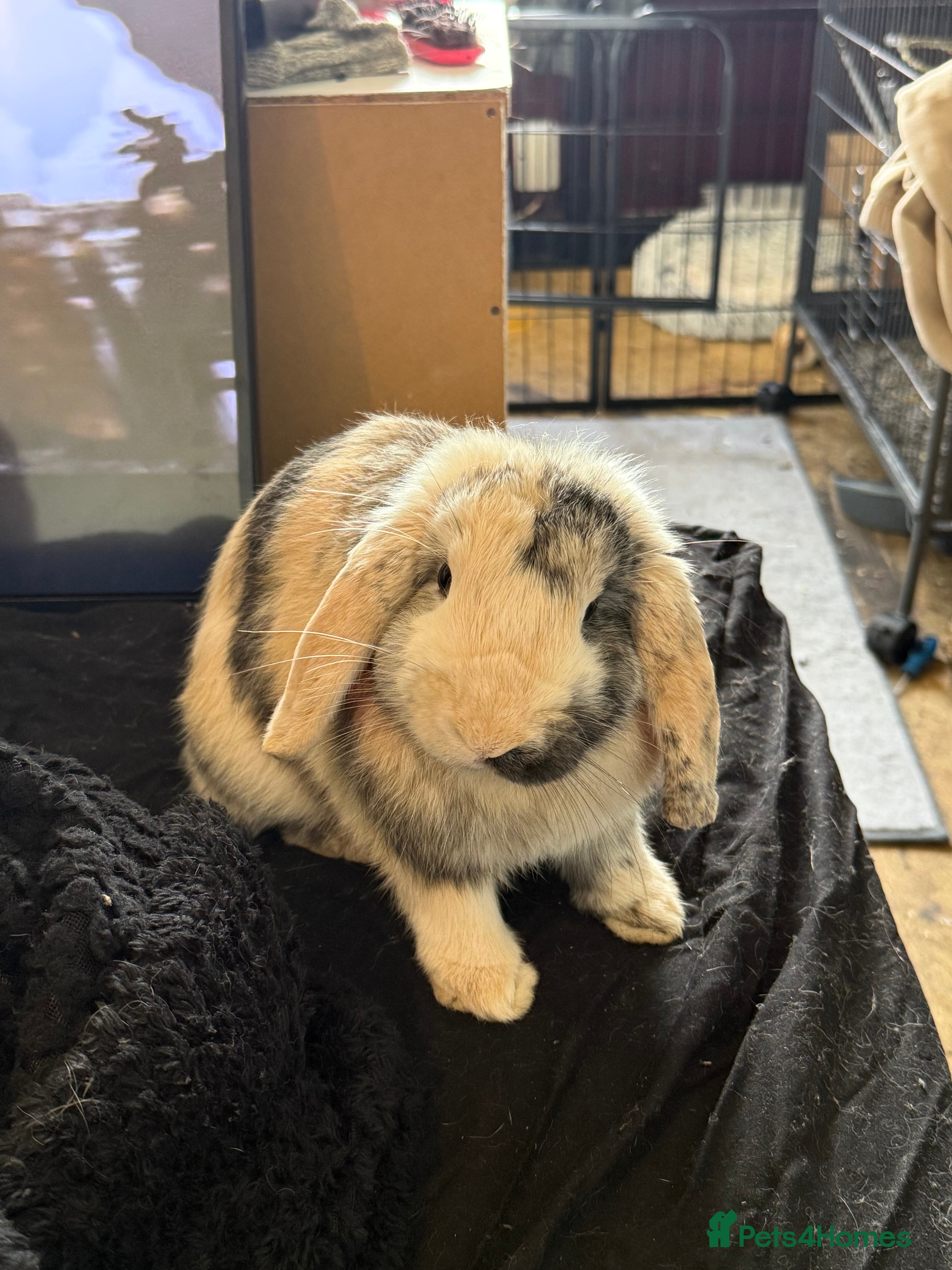 English Lop rabbits Lop bunny for sale  - Advert 6