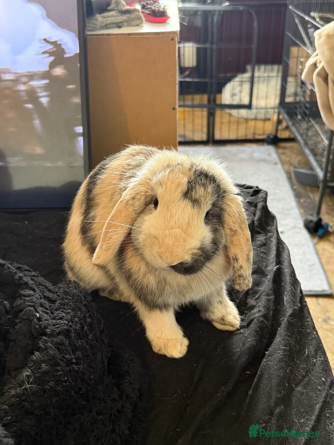 English Lop rabbits for sale: Lop bunny for sale  - Advert 1