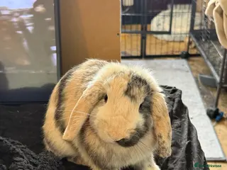 English Lop rabbits Lop bunny for sale - Advert 9