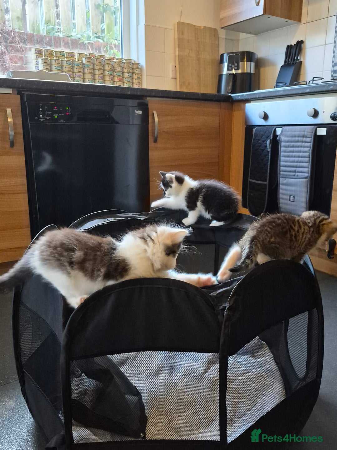 Mixed Breed cats for sale: XxX Gorgeous calico mixedbreed kittens 2 left ♥️  - Advert 14