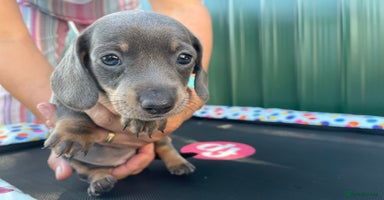 Dachshund dogs - Advert 4