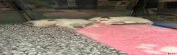 Ragdoll cats for sale: Beautiful Boy Ragdoll Kittens For Sale - Advert 8