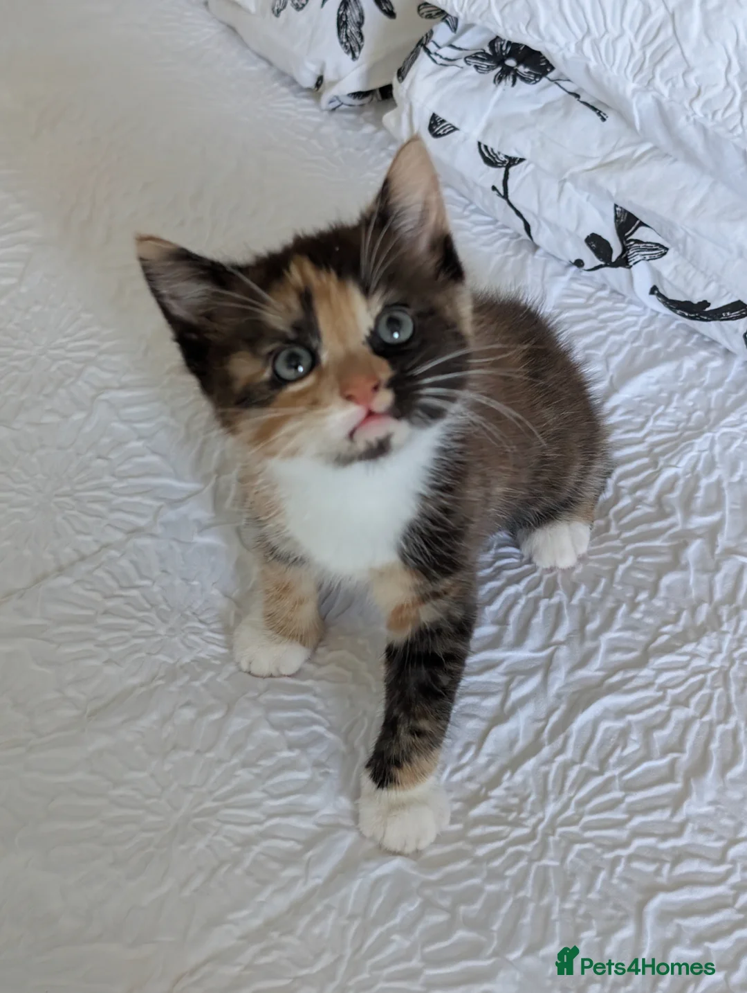 Maine Coon cats for sale: Maine Coon X female kitten  - Advert 2