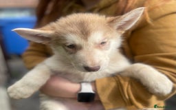 Mixed Breed dogs for sale: German Shepherd cross Malamute Puppies Ready Now  - Image 8