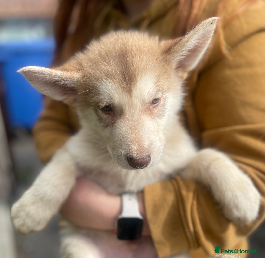 Mixed Breed dogs for sale: German Shepherd cross Malamute Puppies Ready Now  - Image 8