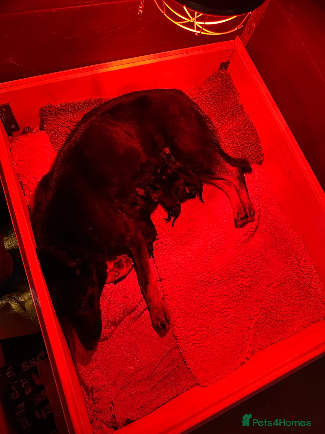 German Shepherd dogs for sale: Short haired German shepherd pups - Advert 9