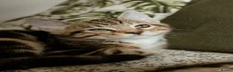 Mixed Breed cats for sale: Half Bengal Kittens - Advert 9