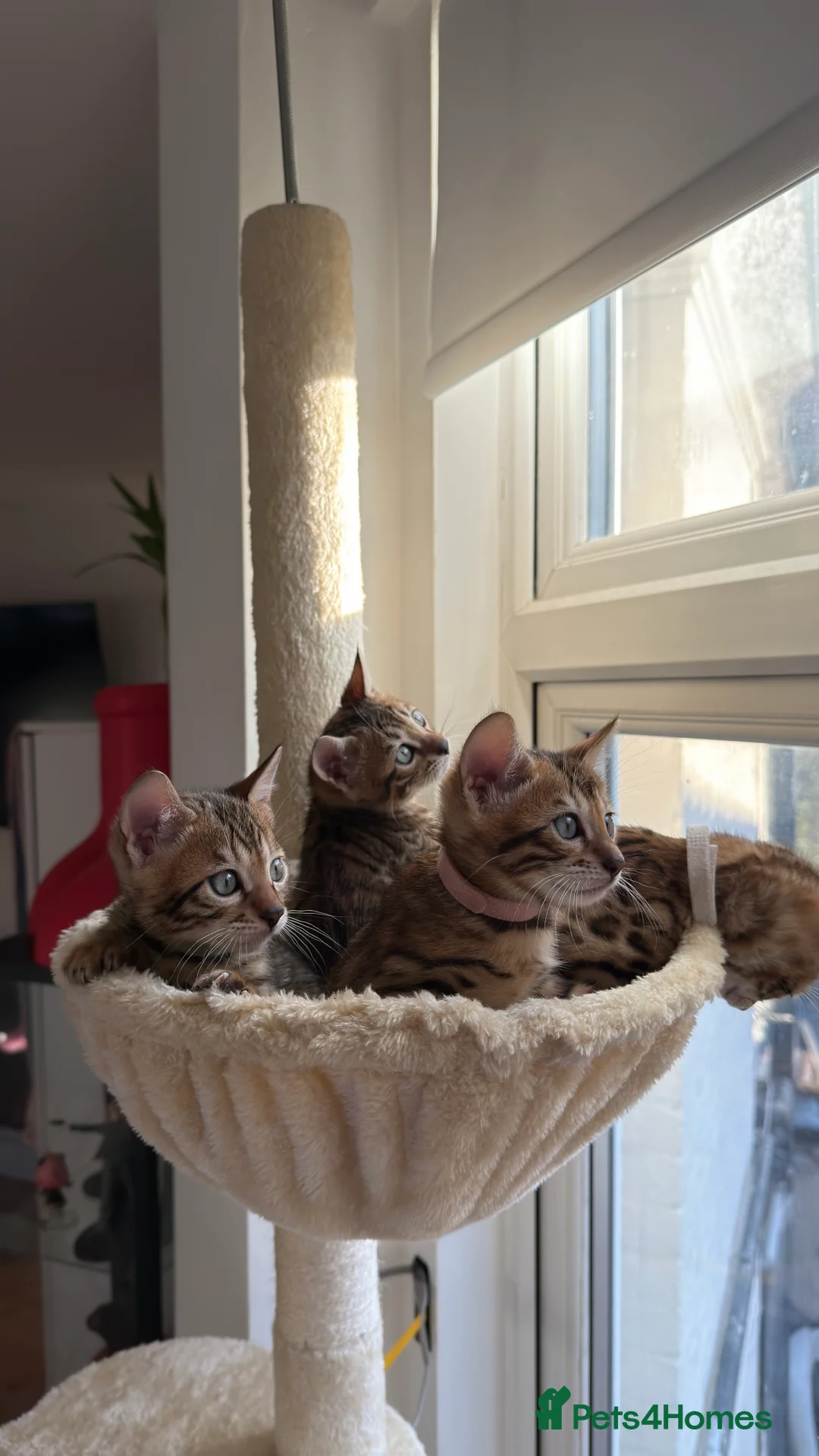 Bengal cats for sale: Adorable Bengal kittens TICA registered, pedigree - Advert 6