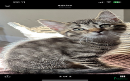 Mixed Breed cats for sale: 4 month old male kitten ready to leave - Image 9