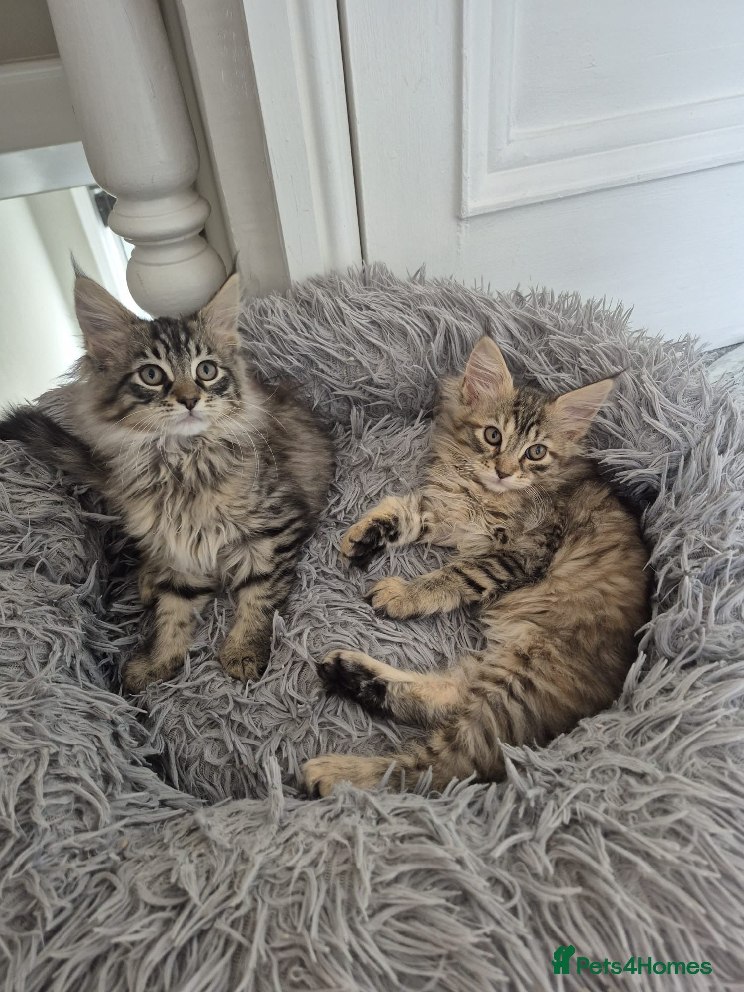 Maine Coon cats 2 Beautiful Maine Coon Kittens Ready Now  - Advert 1