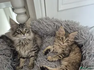 Maine Coon cats 2 Beautiful Maine Coon Kittens Ready Now - Advert 1