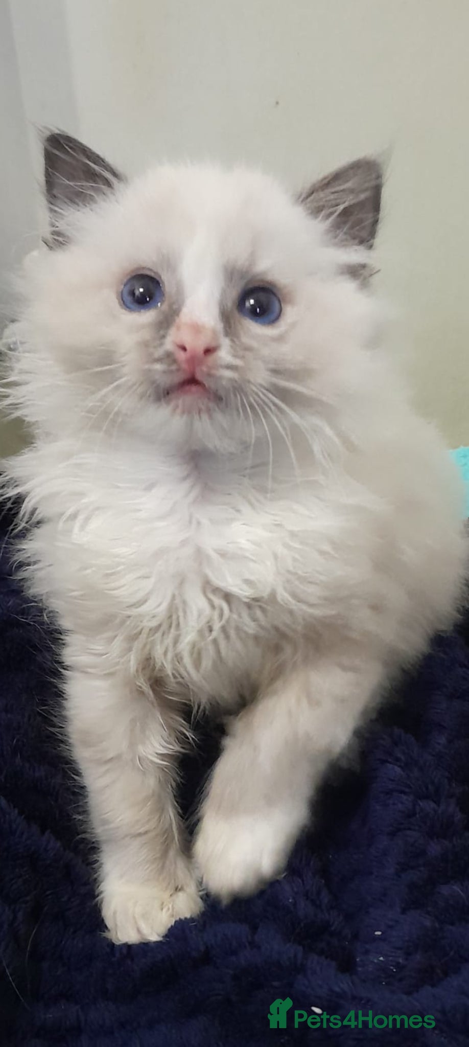 Ragdoll cats Ragdolls 😸 kittens 😸 looking lovely family - Advert 8