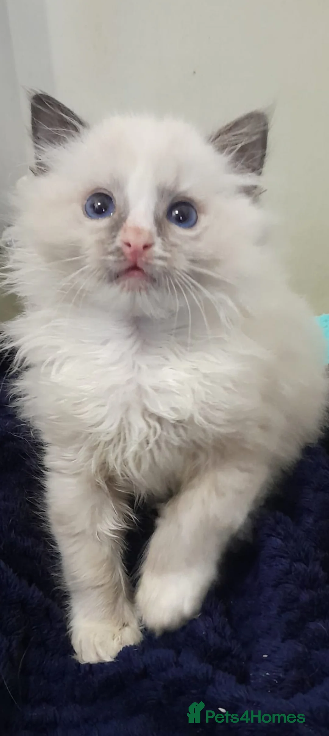 Ragdoll cats for sale: Ragdolls 😸 kittens 😸 looking lovely family - Advert 1
