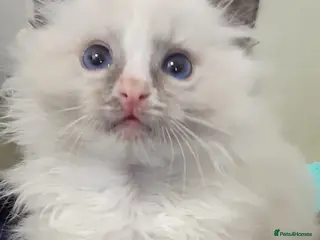 Ragdoll cats Ragdolls 😸 kittens 😸 looking lovely family - Advert 8