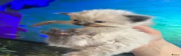 Ragdoll cats for sale: Ragdoll kittens  - Advert 19