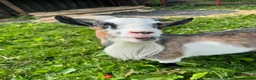 Goats livestock for sale: Two Pygmy goats seeking a new home in Denny - Advert 4