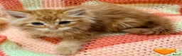 Mixed Breed cats for sale: 💖 MAINE COON X RAGDOLL *PARENTS HEALTH TESTED* 💖 - Advert 34