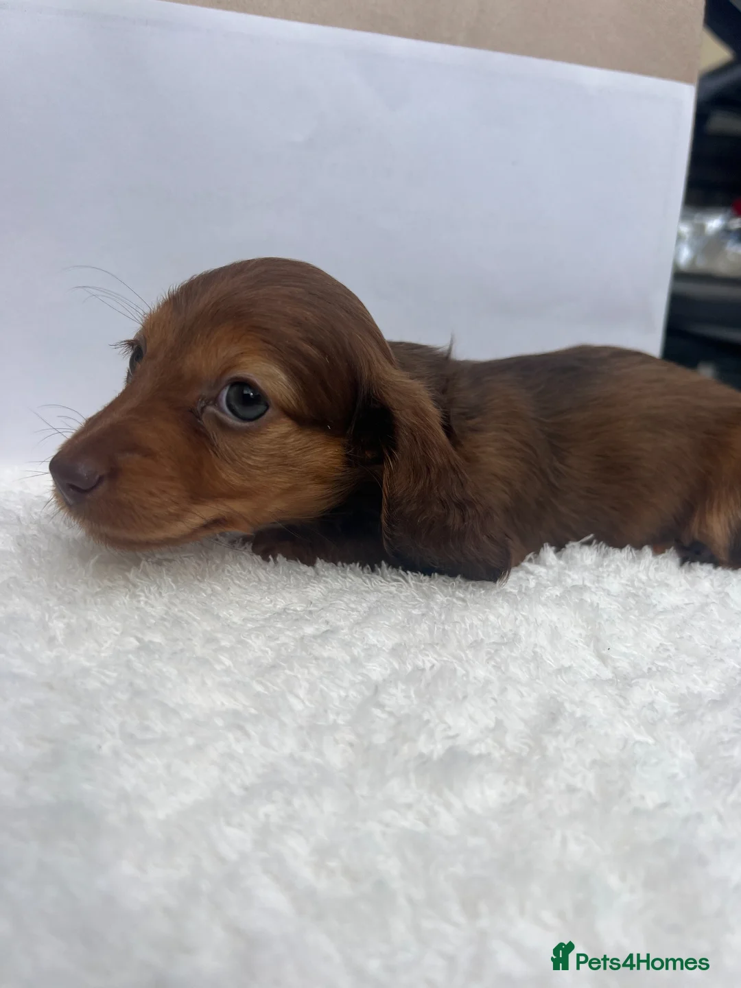 Miniature Dachshund dogs for sale: Mini long haired dachsund puppies  - Advert 1
