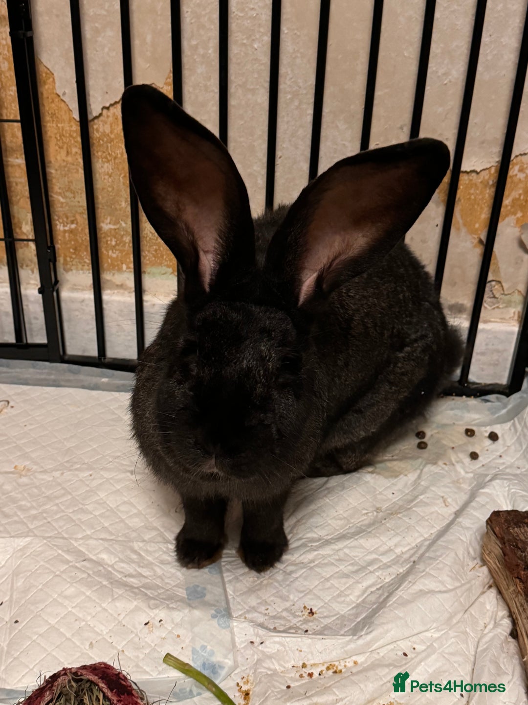 Continental Giant rabbits for sale: 2x Black Pure Giant Continental Bucks  - Image 10