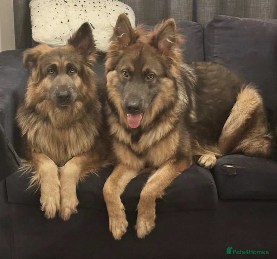 German Shepherd dogs Stunning German Shepherd Puppies for Sale! - Advert 1