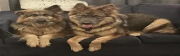 German Shepherd dogs for sale: Stunning German Shepherd Puppies for Sale! - Advert 1