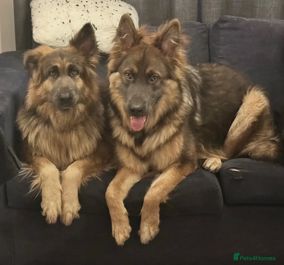German Shepherd dogs for sale: Stunning German Shepherd Puppies for Sale! - Advert 1