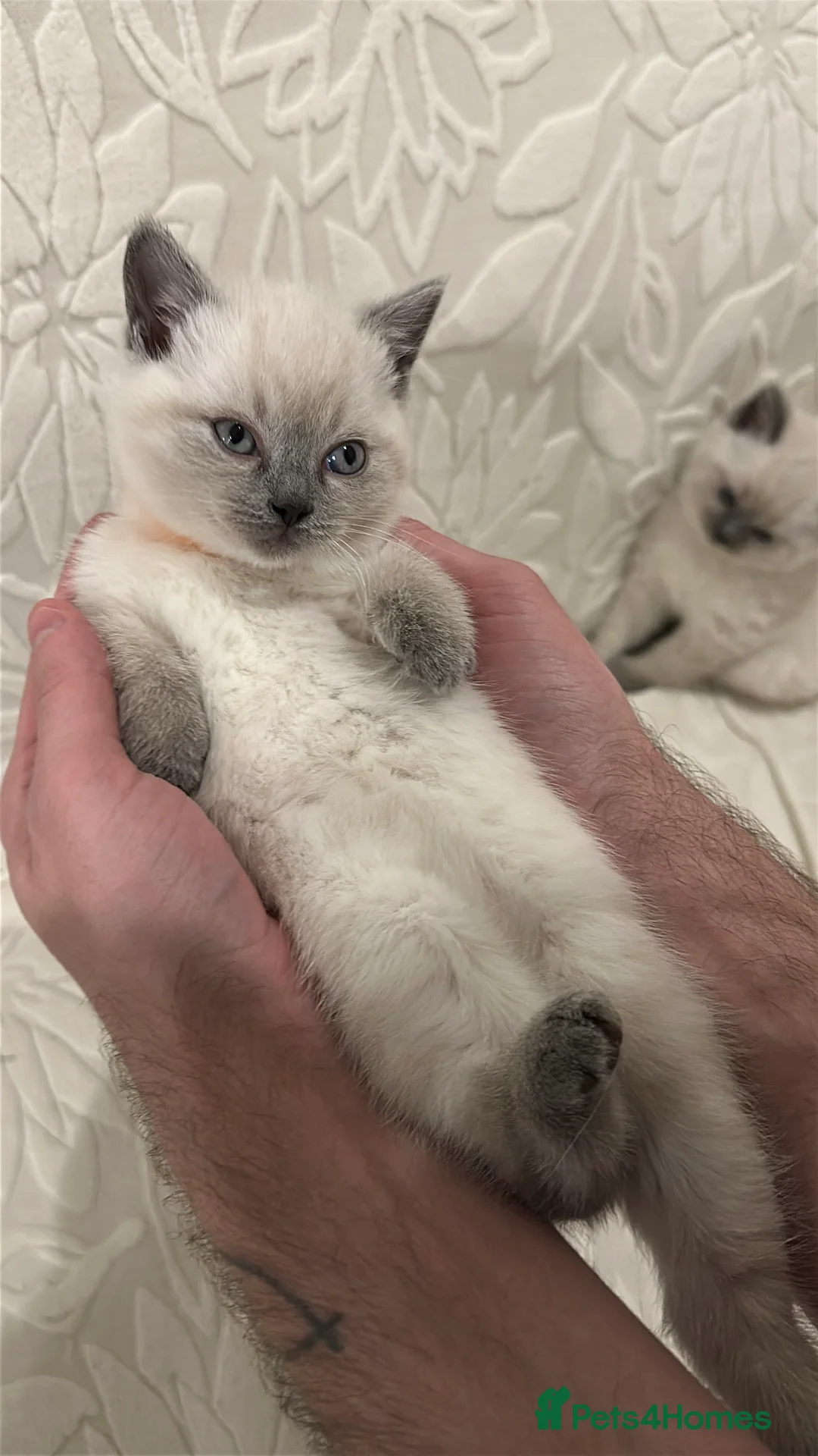 Mixed Breed cats for sale: Beautiful Ragdoll x BSH Kittens – 4 Available - Advert 12