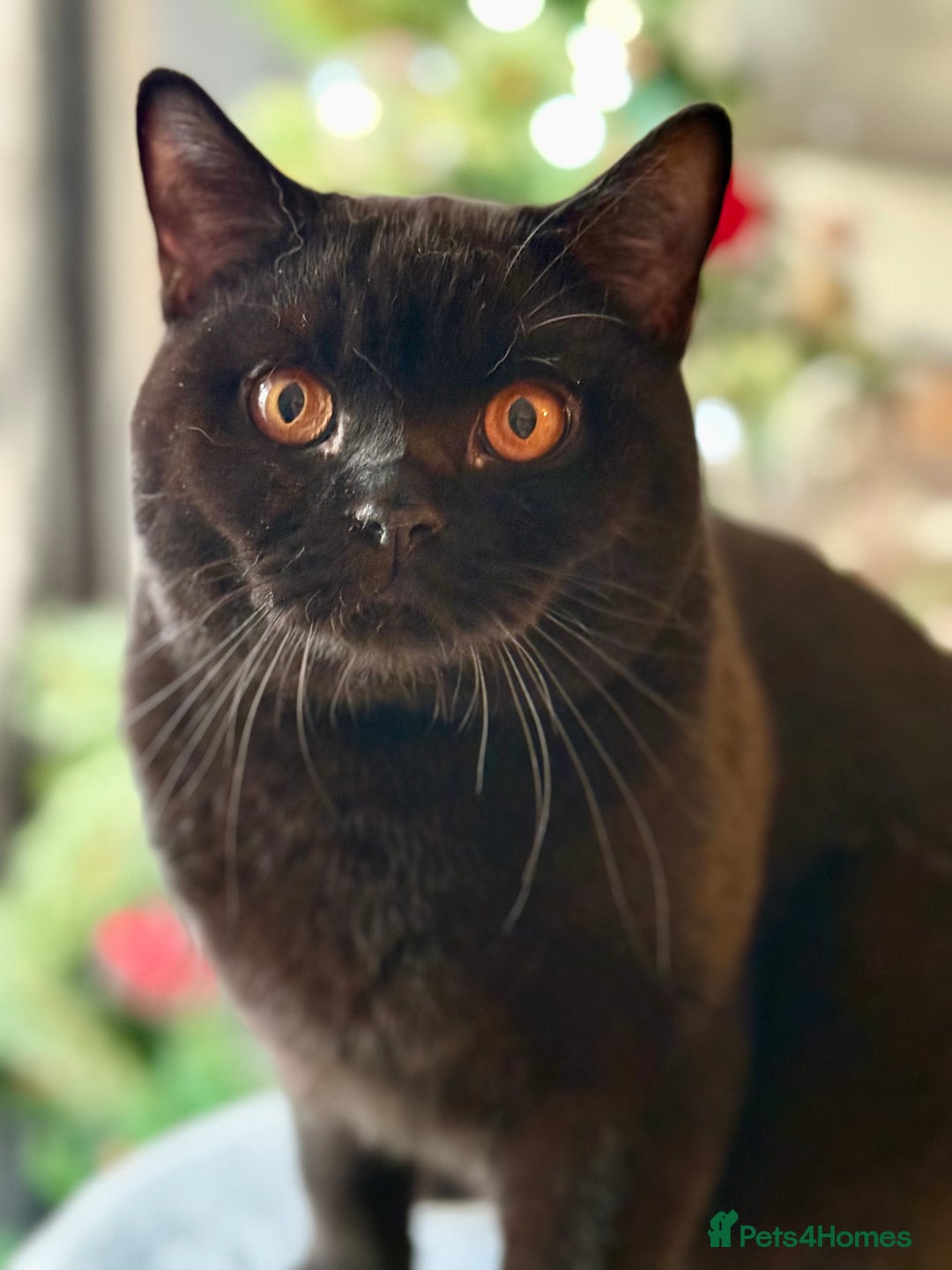 British Shorthair cats for sale: Ian available 😻 in High Wycombe - Advert 6