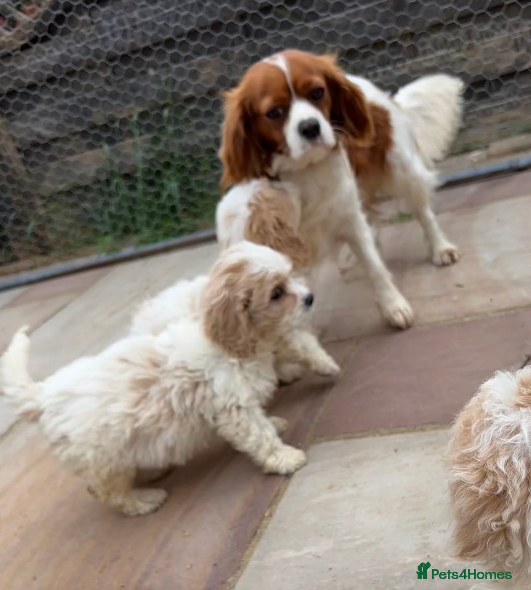 Cavapoo dogs for sale: Looking for forever homes - Image 15