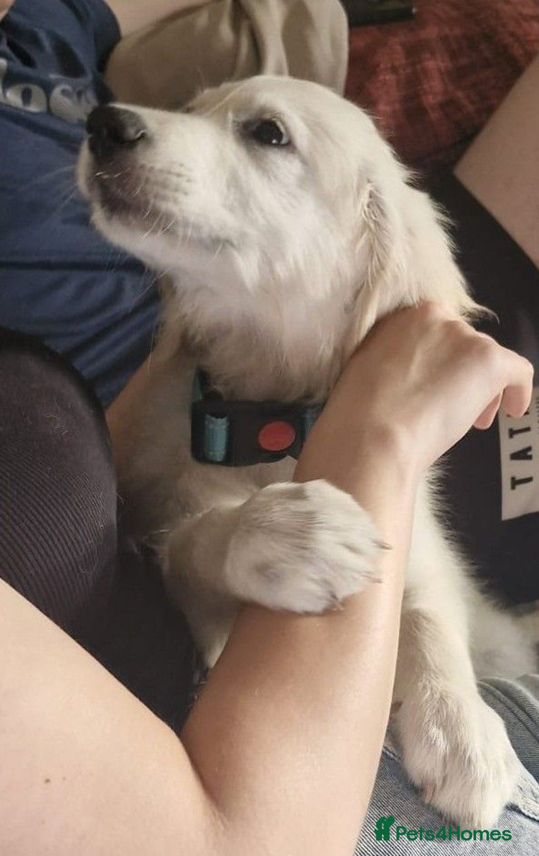 Golden Retriever dogs for sale: KC Registered  boy from 5 Star Breeder  - Image 24
