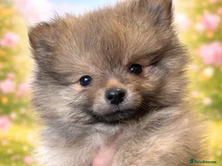 Pomeranian dogs Kc reg stunning pomeranian puppies - Advert 1