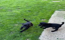 Labrador Retriever dogs for sale: Last gorgeous Labrador dog puppy - Image 2