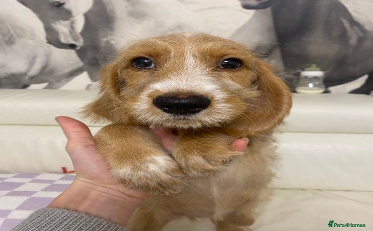 Labradoodle dogs Medium size Australian Labradoodles  show cocker  - Advert 13