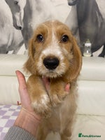 Labradoodle dogs Medium size Australian Labradoodles show cocker - Advert 1